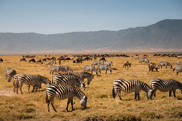 Ngorongoro migration insights