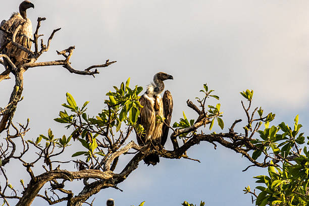 Serengeti Bird Watching