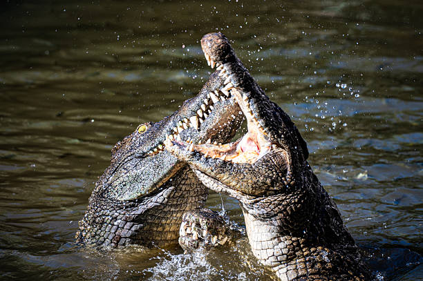 Ruaha National Park ultimate 