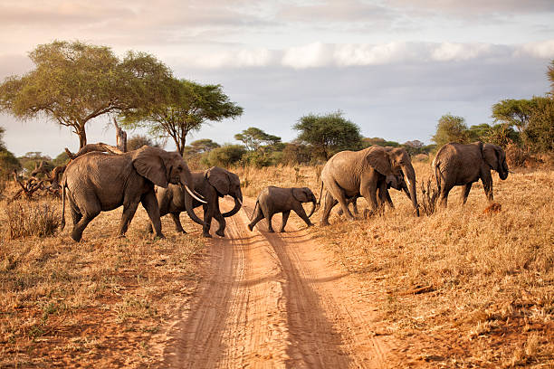 Tarangire Elephant Viewing Spots.