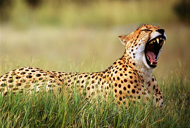 Day Trips in Serengeti