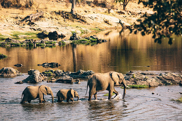 Ruaha National Park ultimate 