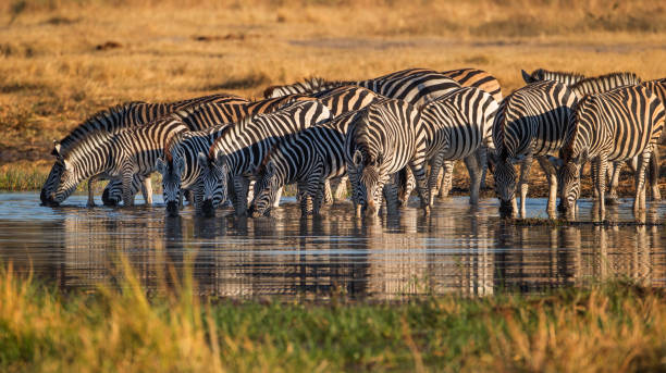  Manyara Adventure Stories