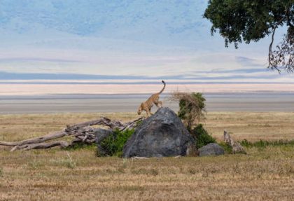 best Ngorongoro safari tips