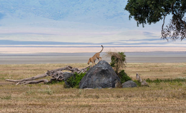 best Ngorongoro safari tips