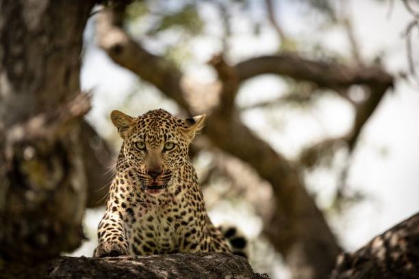 Tarangire Safari Packages
