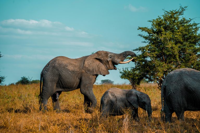 Tarangire Safari Packages