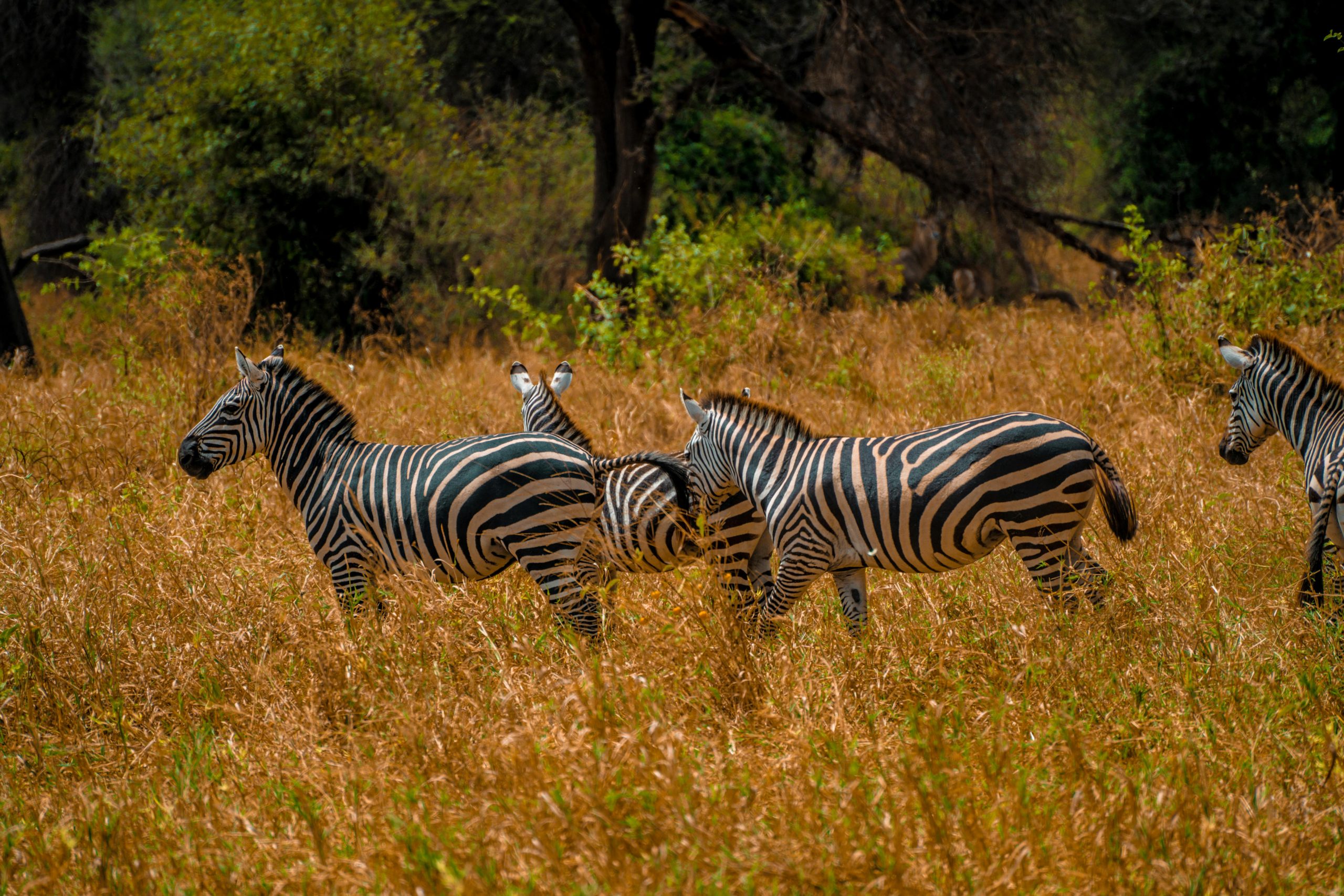 Zebra