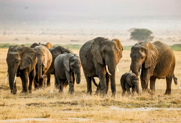 Best Tour Operator in Tanzania