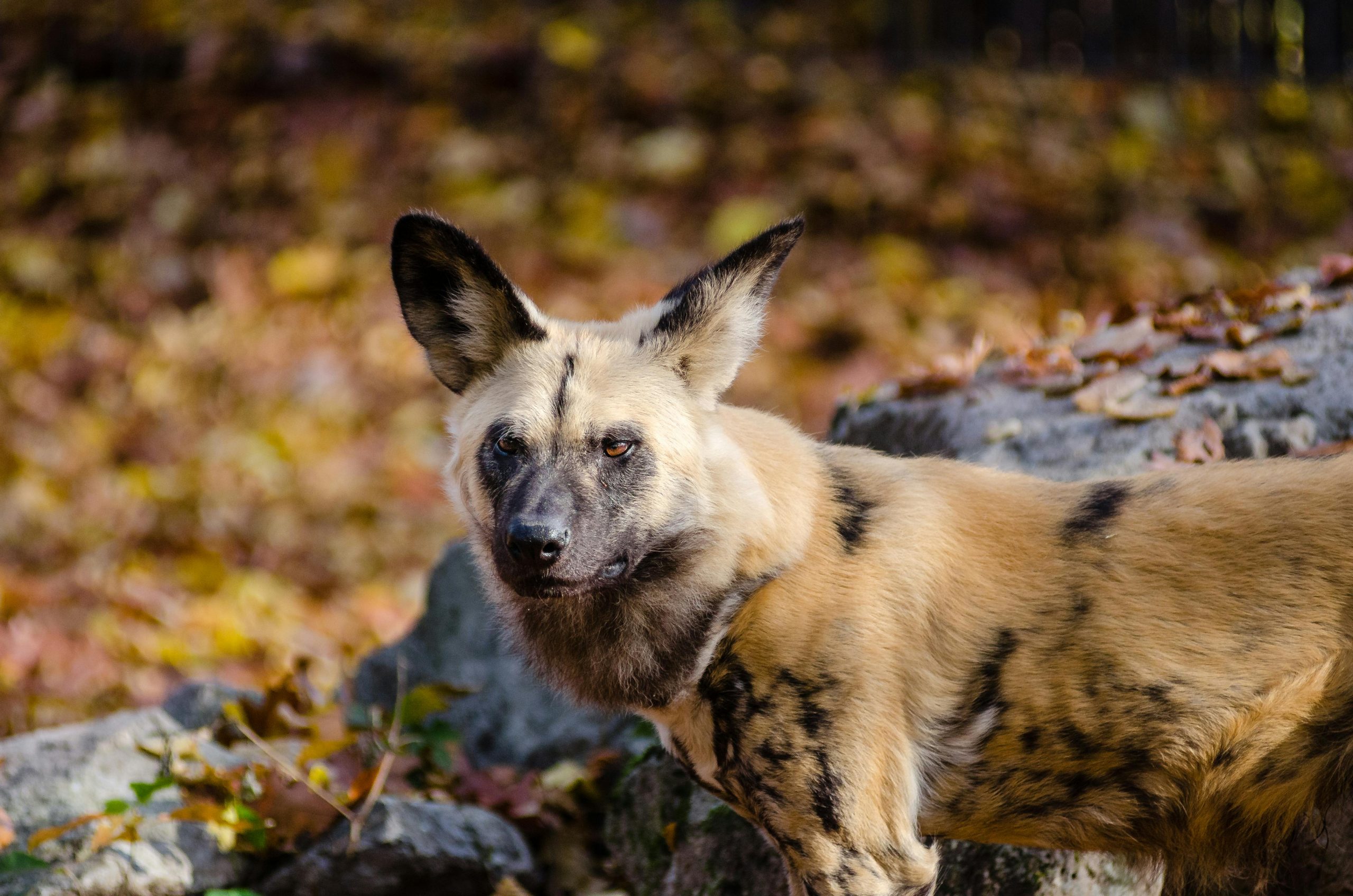 rare animals