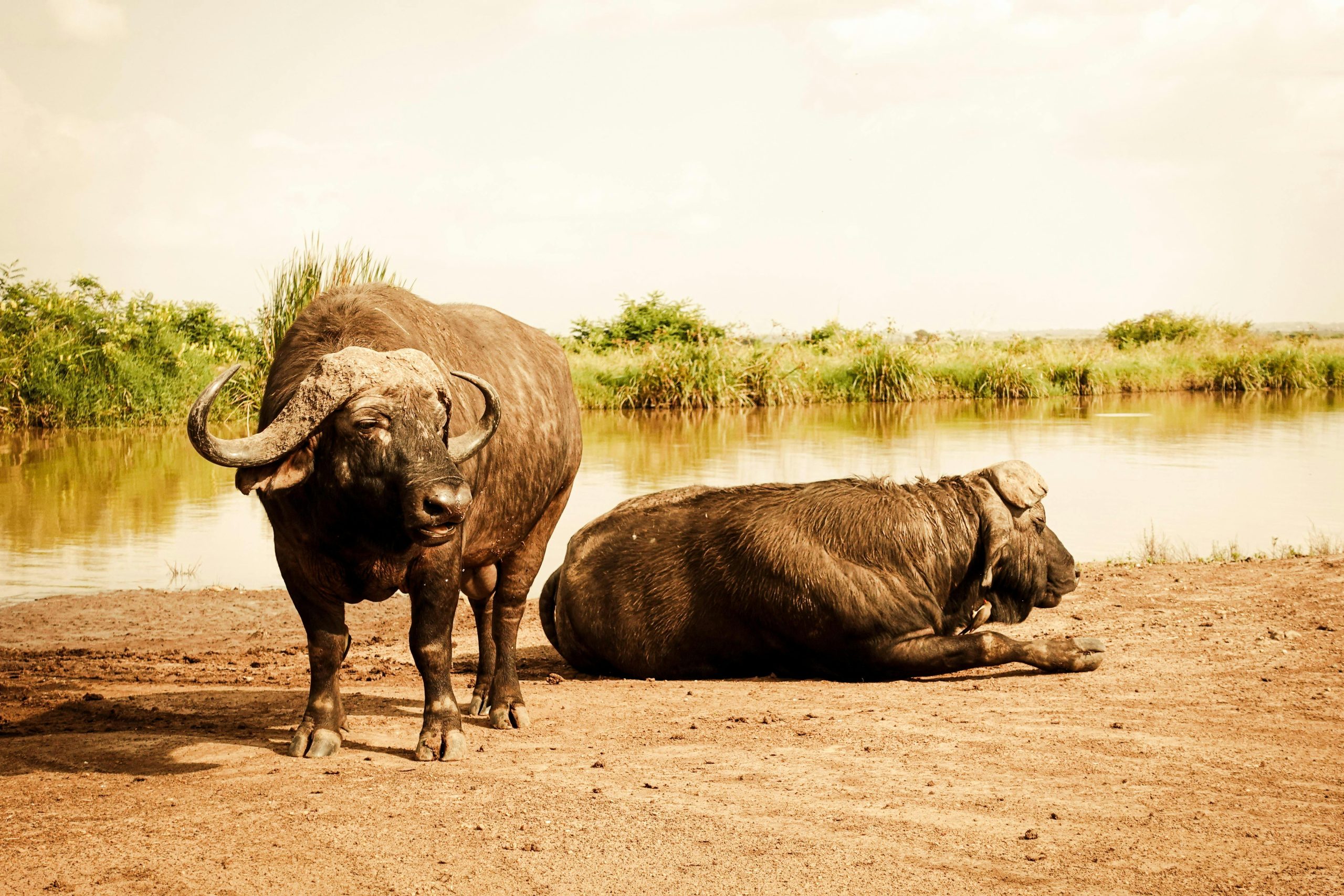 Buffalo