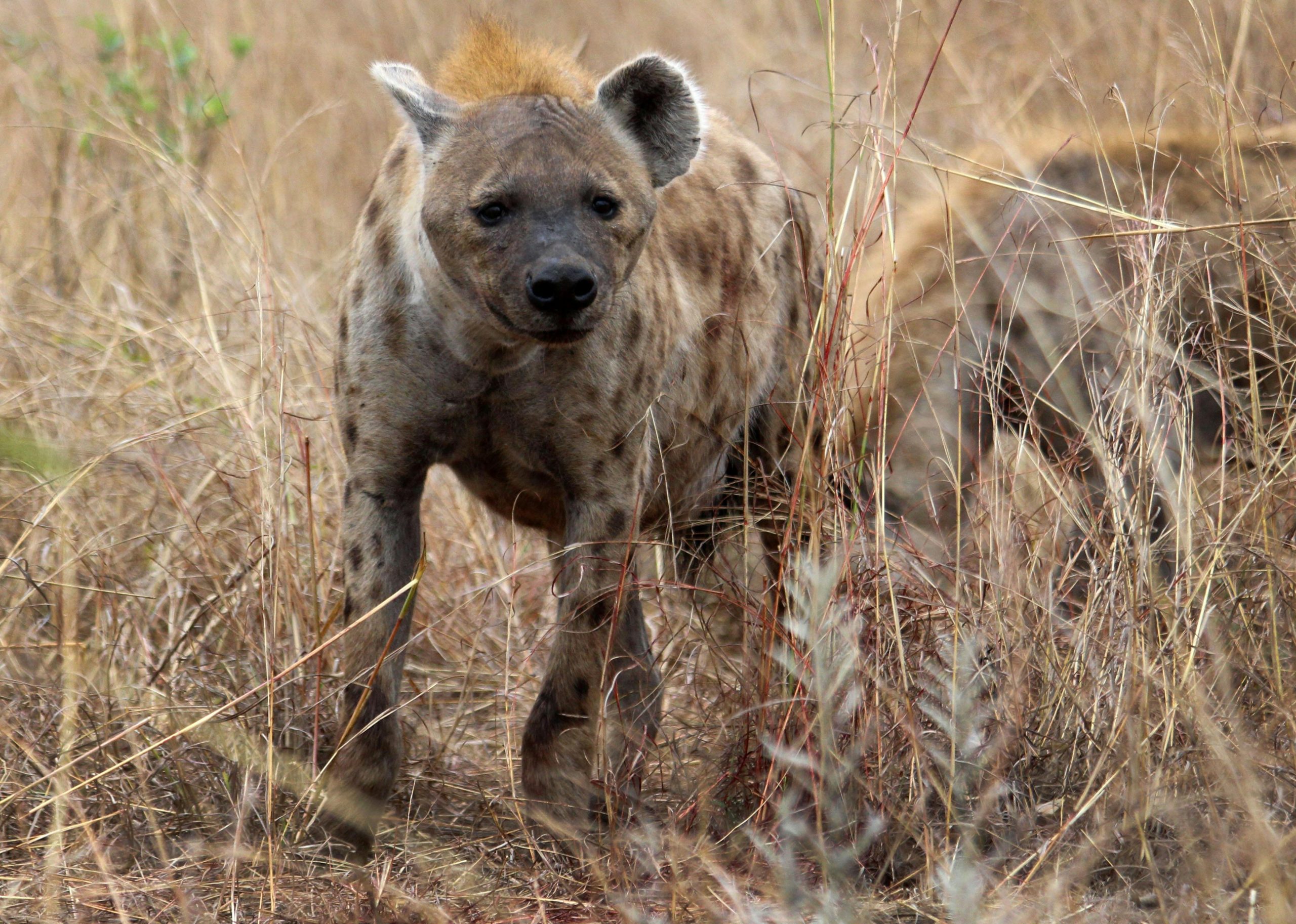 Hyena