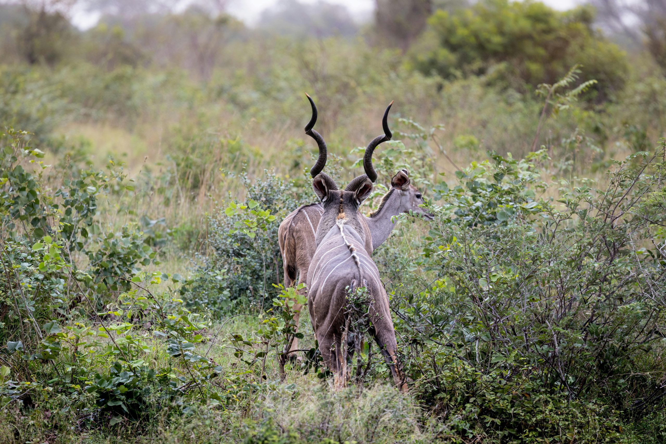 rare animals