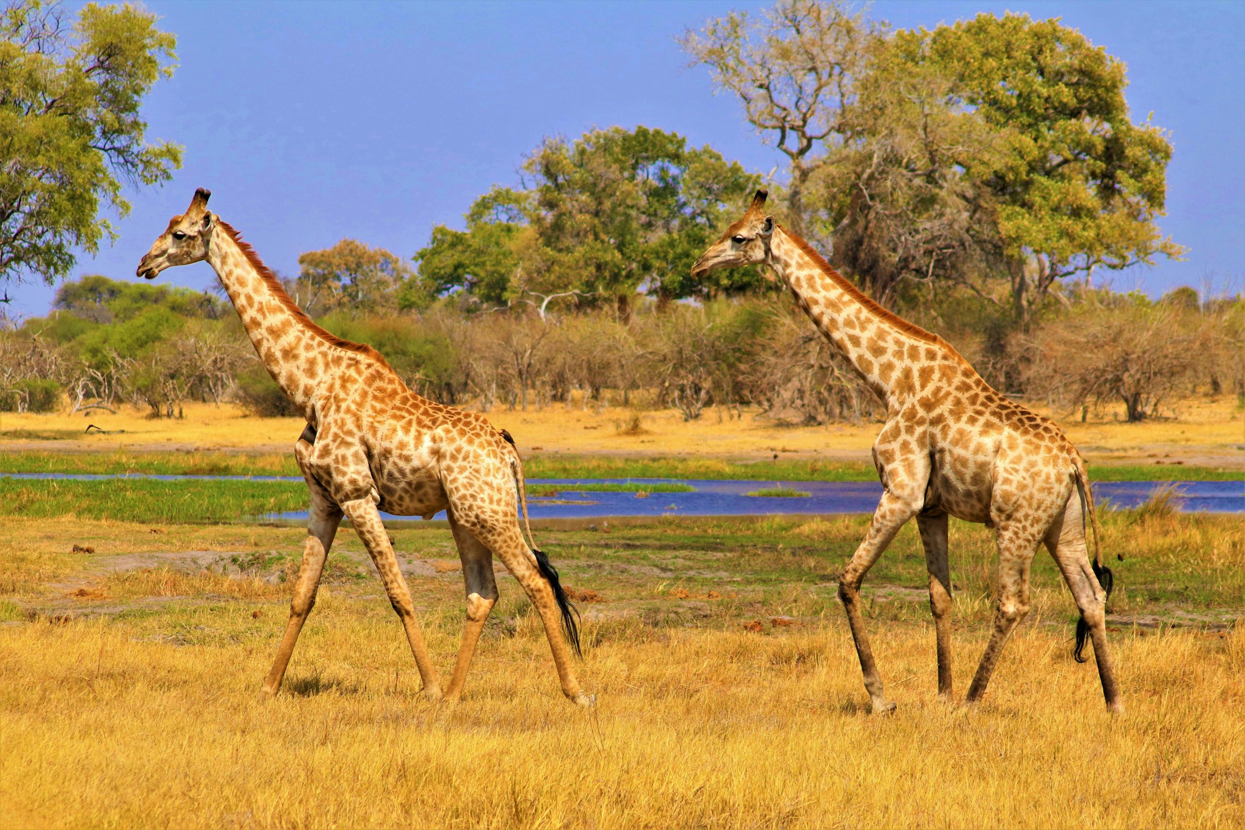 Tarangire Wildlife Guide
