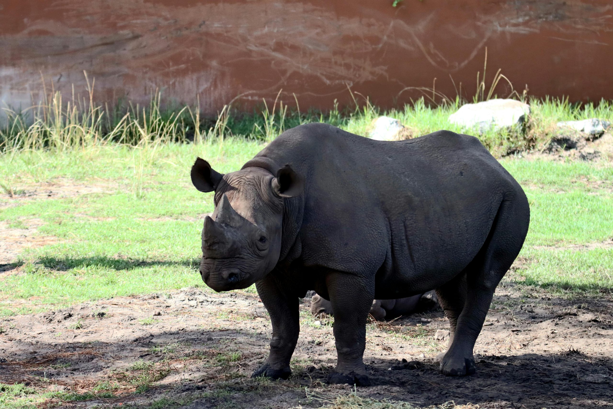 rare animals