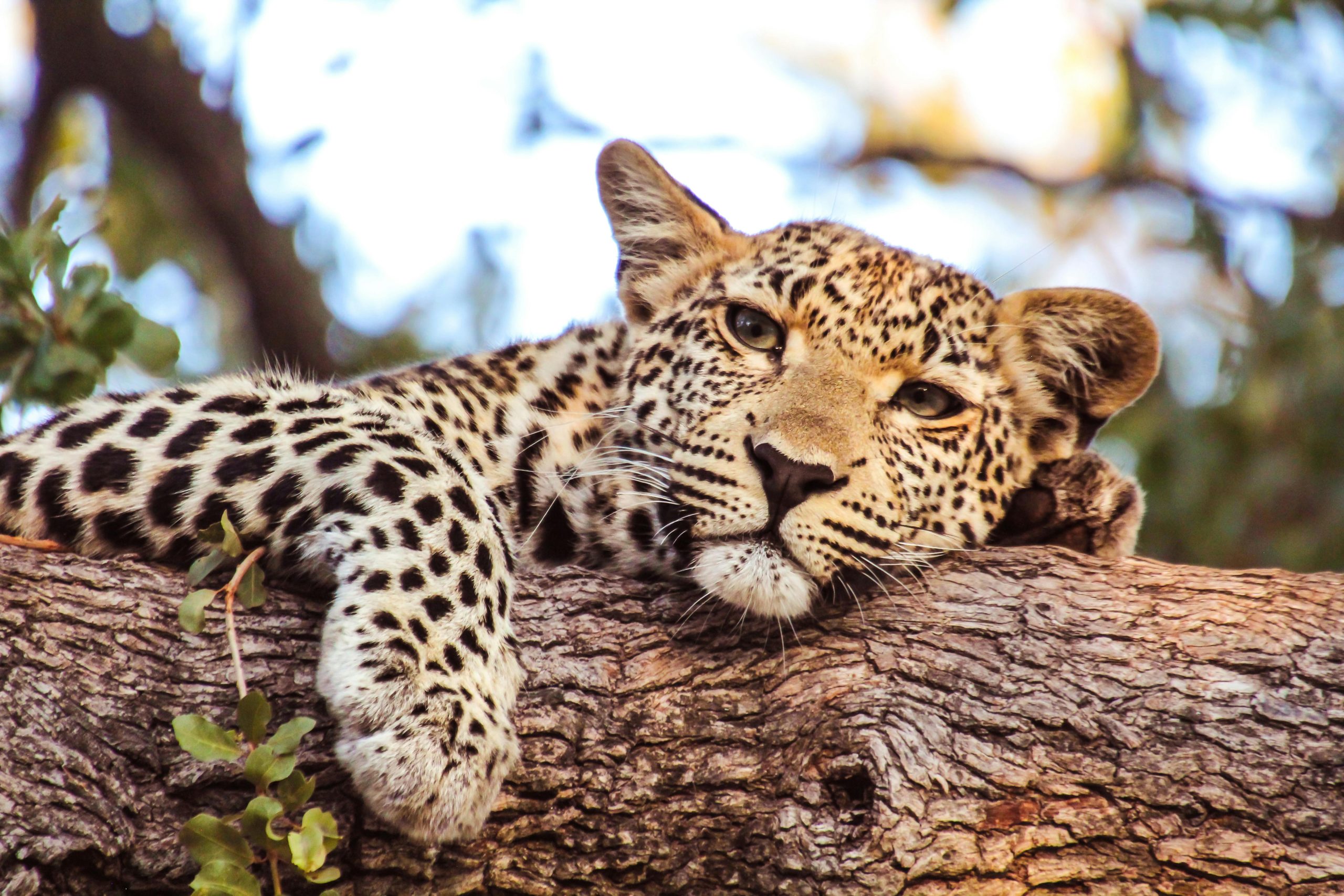 Leopard